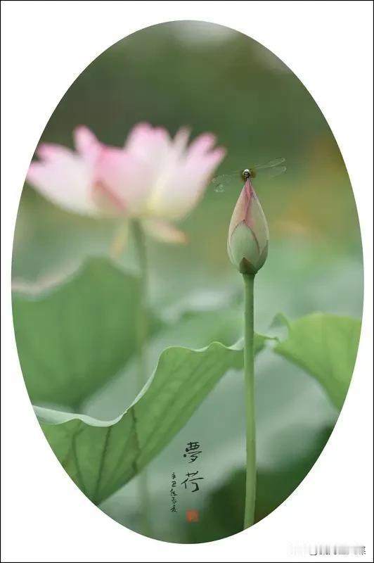 如梦令·初夏
文/潘迅之（江苏）

春暮草庐微冷，稚燕嫩枝翠岭。晓露荡荷边，跃入