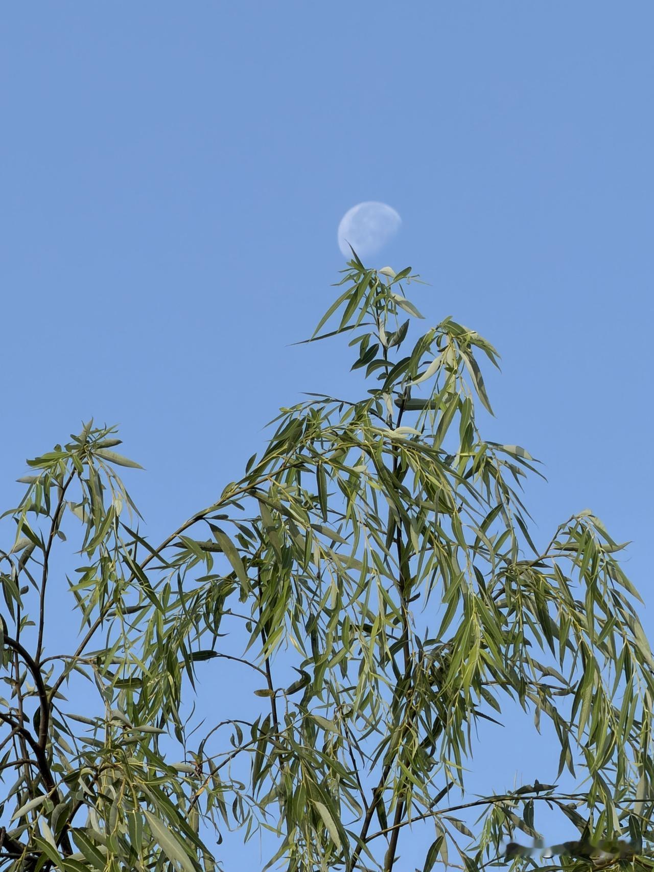 清晓池塘

步入回塘星斗斜，熹微光影见鱼虾。
蓼花簇簇摇芦岸，素鸟双双卧暖沙。