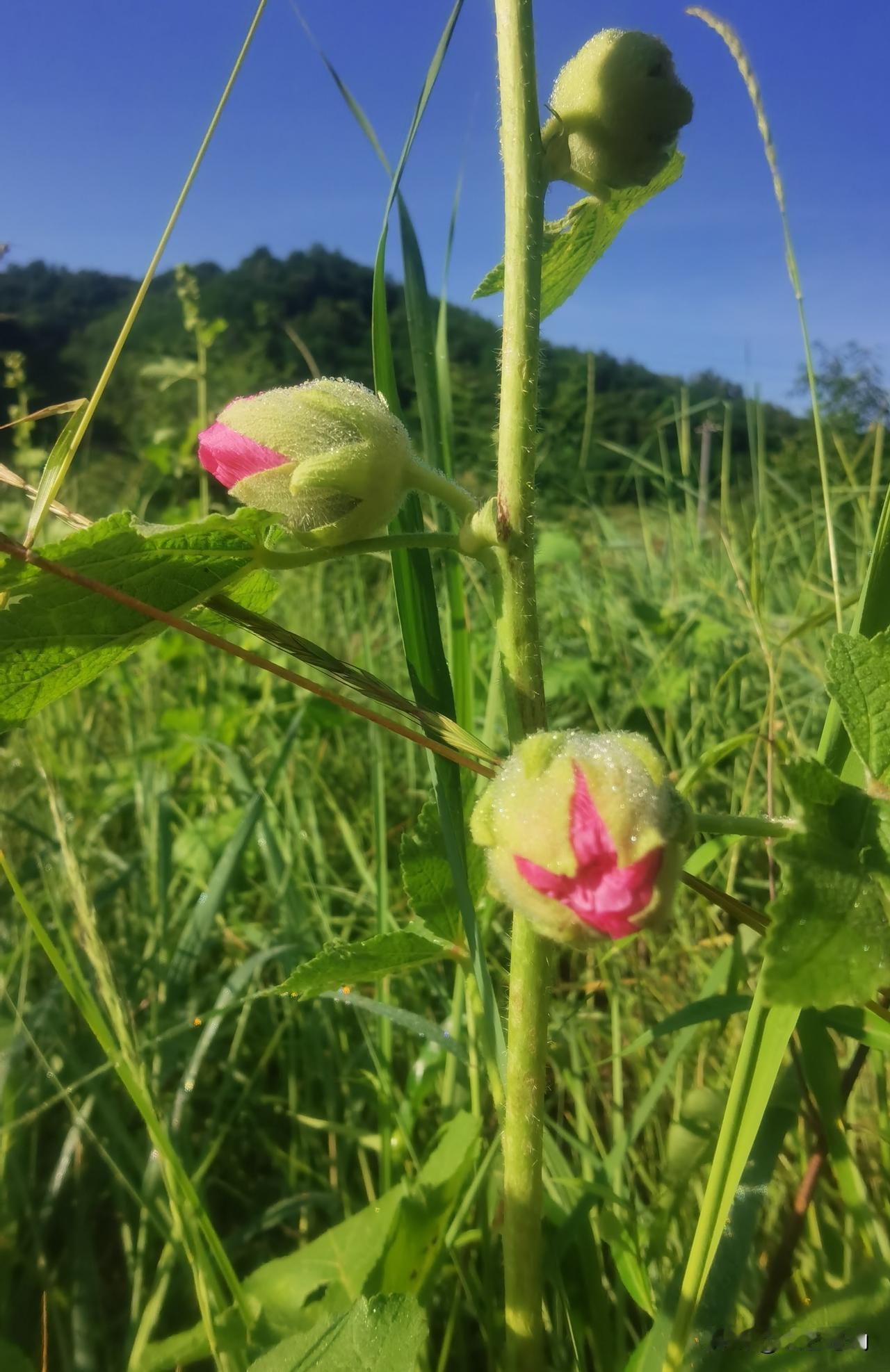 夏日生活打卡季含苞待放