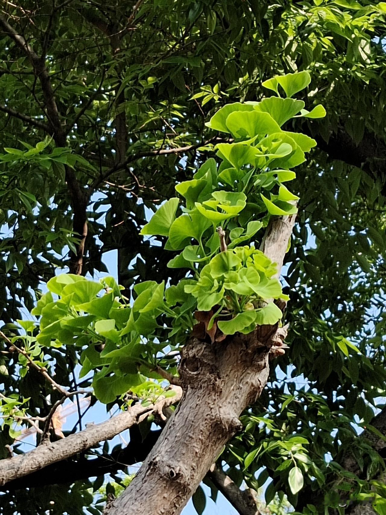 如果你听到一个人的声音就觉得烦躁，
不要觉得这是自己的错，
那是这个人带给了你很
