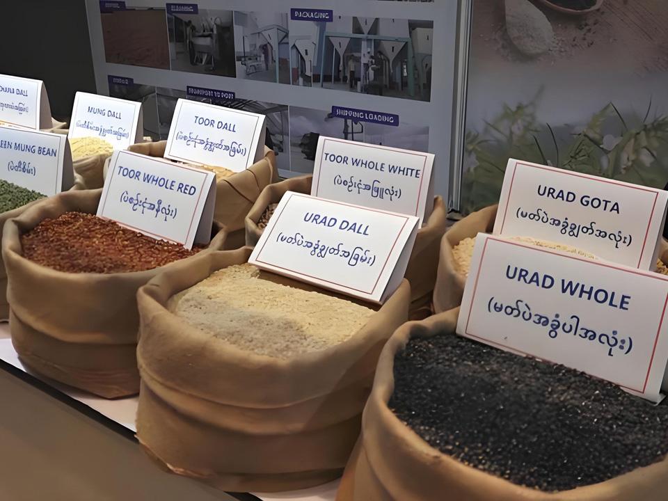 今天传来印度再次给予缅甸黑麦豆和木豆5个财年出口免税配额优惠的最新消息。缅甸黑麦