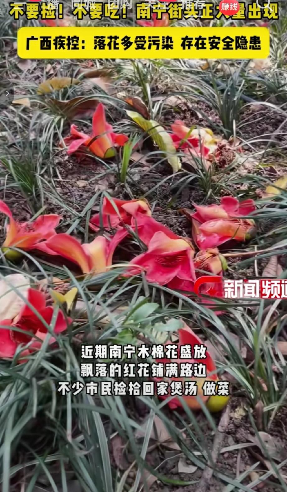 近期南宁木棉花盛放，飘落的红花铺满路边，不少市民捡拾回家煲汤、做菜。但广西疾控提