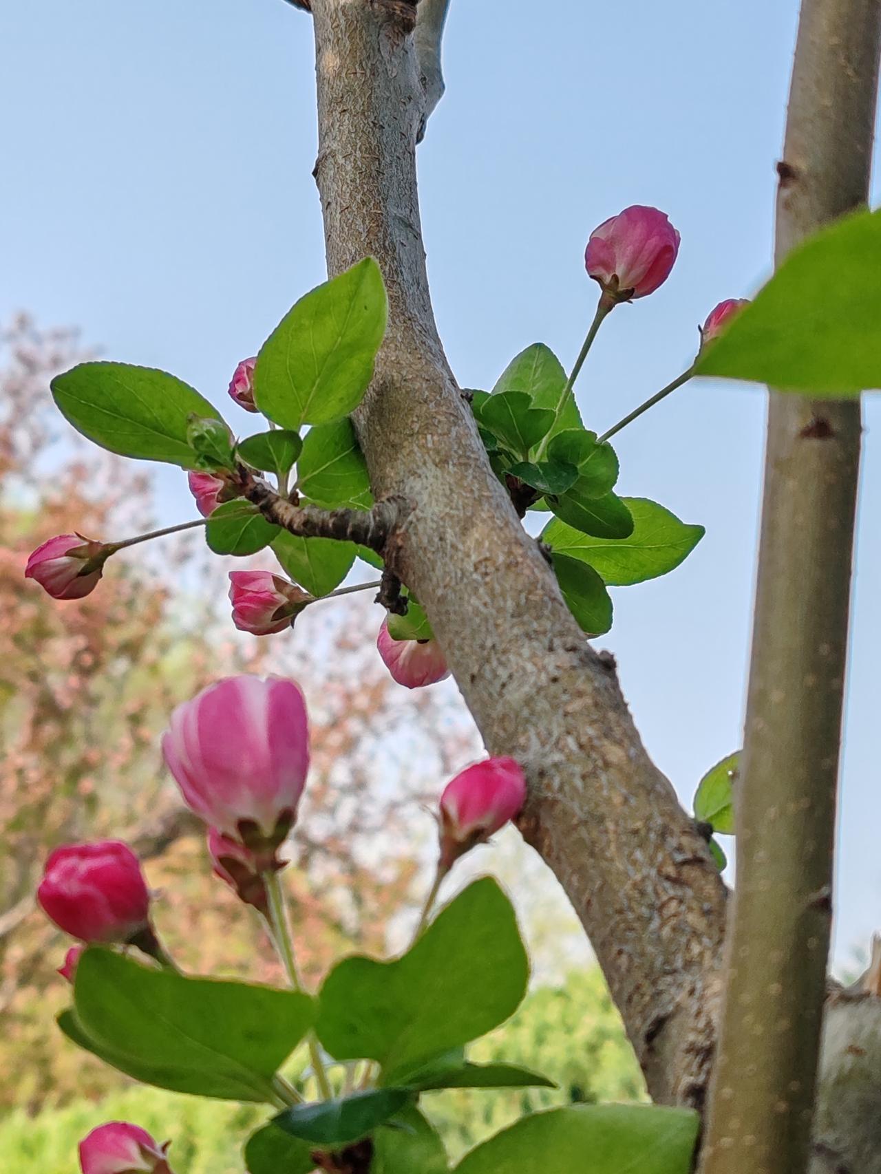 晒图笔记大赛春天随手拍。