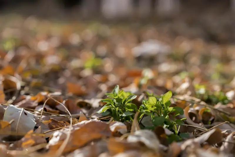 冬日外出闲逛，我随手拍下了一些枯木落叶的景致。看那枝头，仅余寥寥几片残叶，摇摇欲