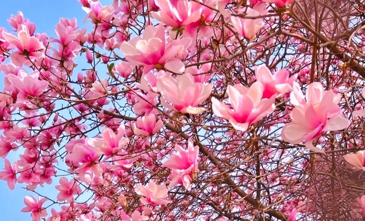 蓝天下的花，正开得热热闹闹。
 
没有一片叶子来抢镜，光秃秃的枝桠上，粉白的花瓣