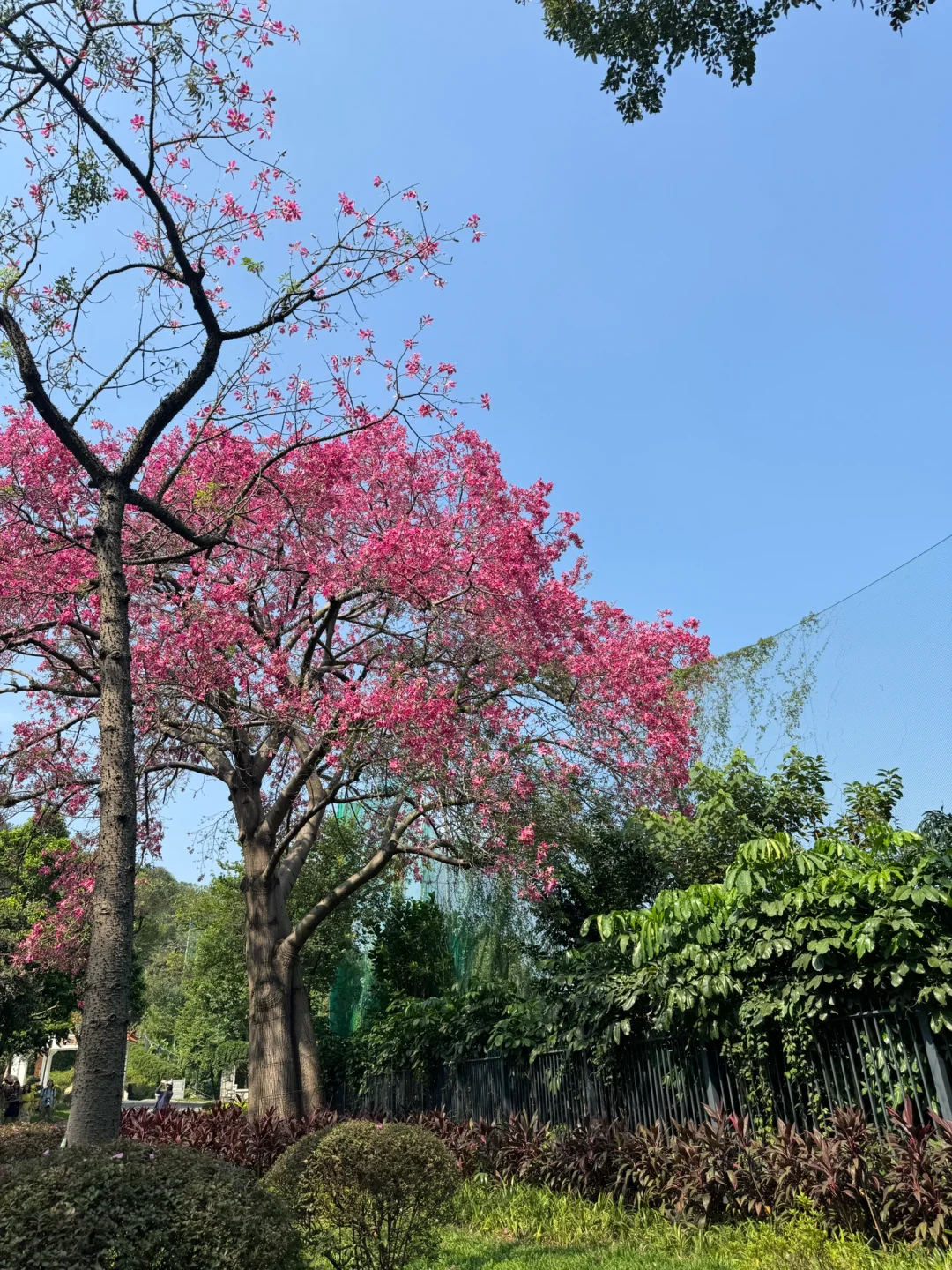 10.8实拍🌸广州异木棉🌸粉色浪漫不能错过‼️