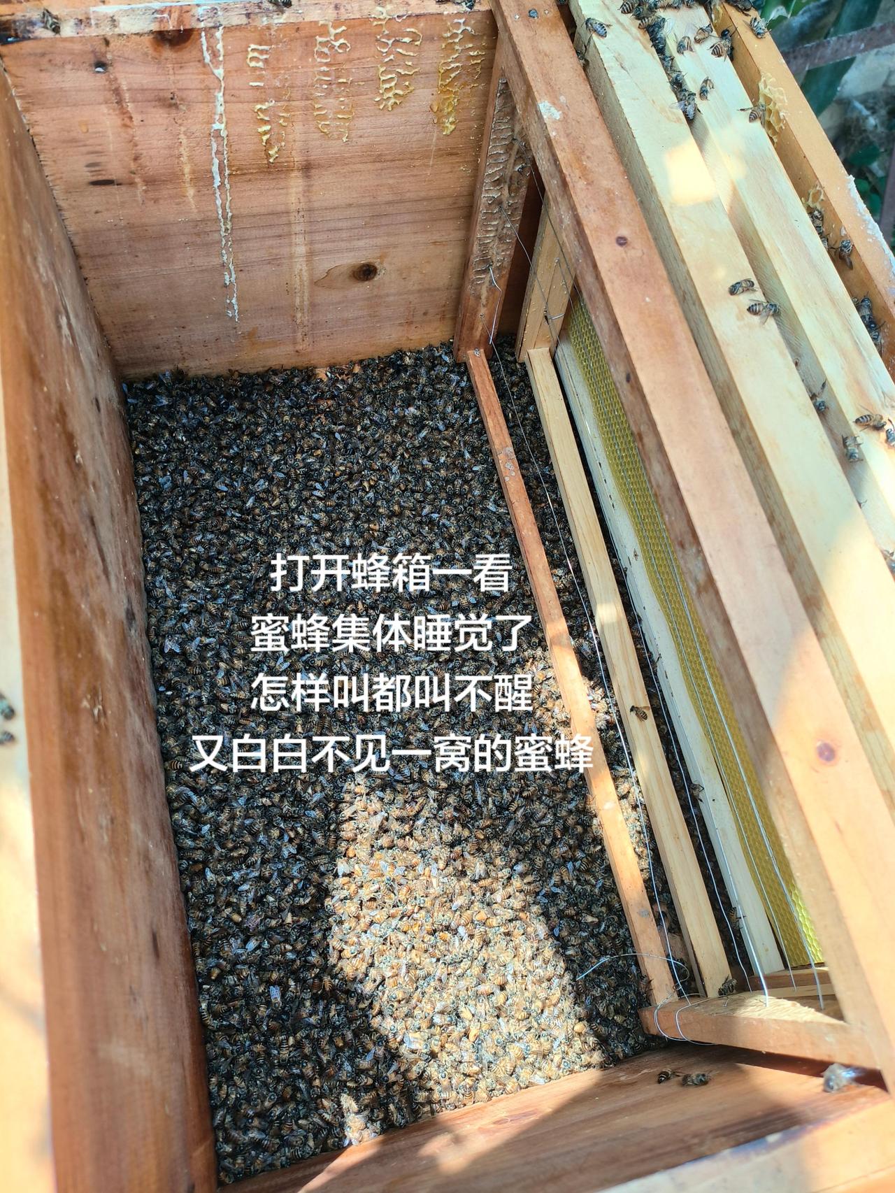 打开蜂箱一看
蜜蜂集体睡觉了
怎样叫都叫不醒
又白白不见一窝的蜜蜂
蜜蜂养殖 蜜