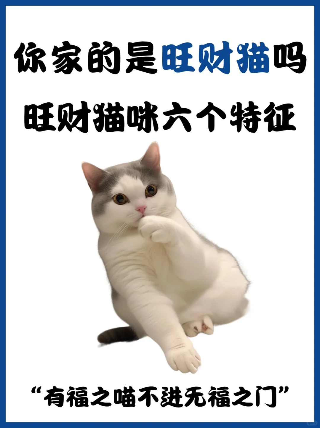 💕旺财猫咪的六大特征💕