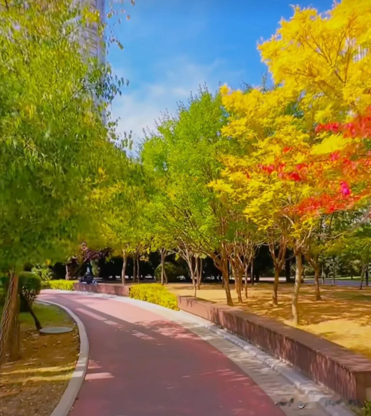 #记录秋日精彩瞬间#
劳动公园秋光好
沿途步道彩霓裳
葱茏碧草露凝香
五彩斑斓染