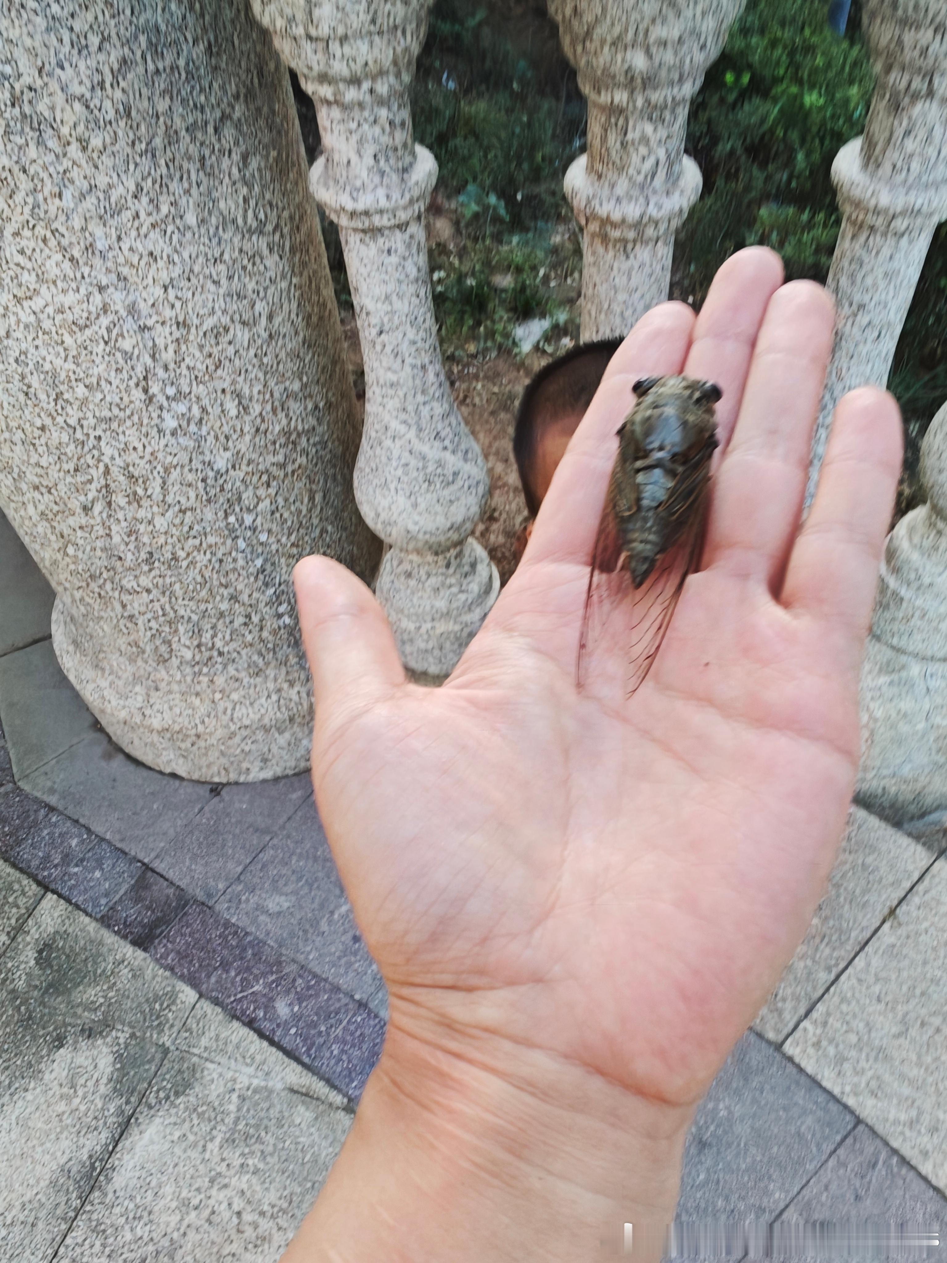 昨天捡到一只蝉拿给小孩看看他接过来看一眼飞速往嘴里塞吓得我赶紧抢下来妈妈的理想生