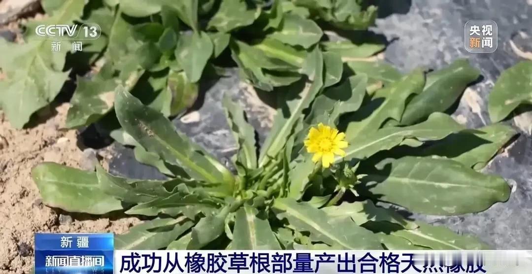 中国这是开挂了吗？简直太逆天了。
空气里面能够合成出淀粉，现在居然还能够从草里面