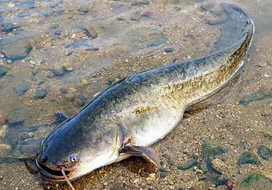 鲶鱼（动物们216）

鲶鱼，又称胡子鲶、鲇鱼等， 是一种生活在淡水中的鱼类。 