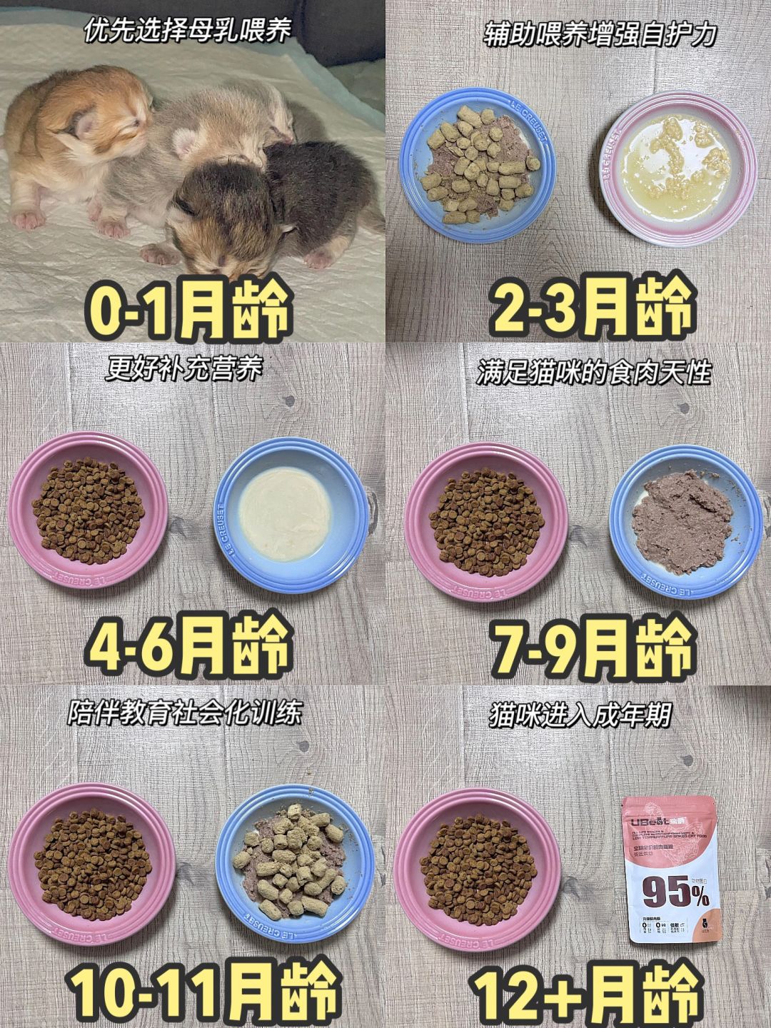 0-12月幼猫喂养！从新手到入门全攻略！