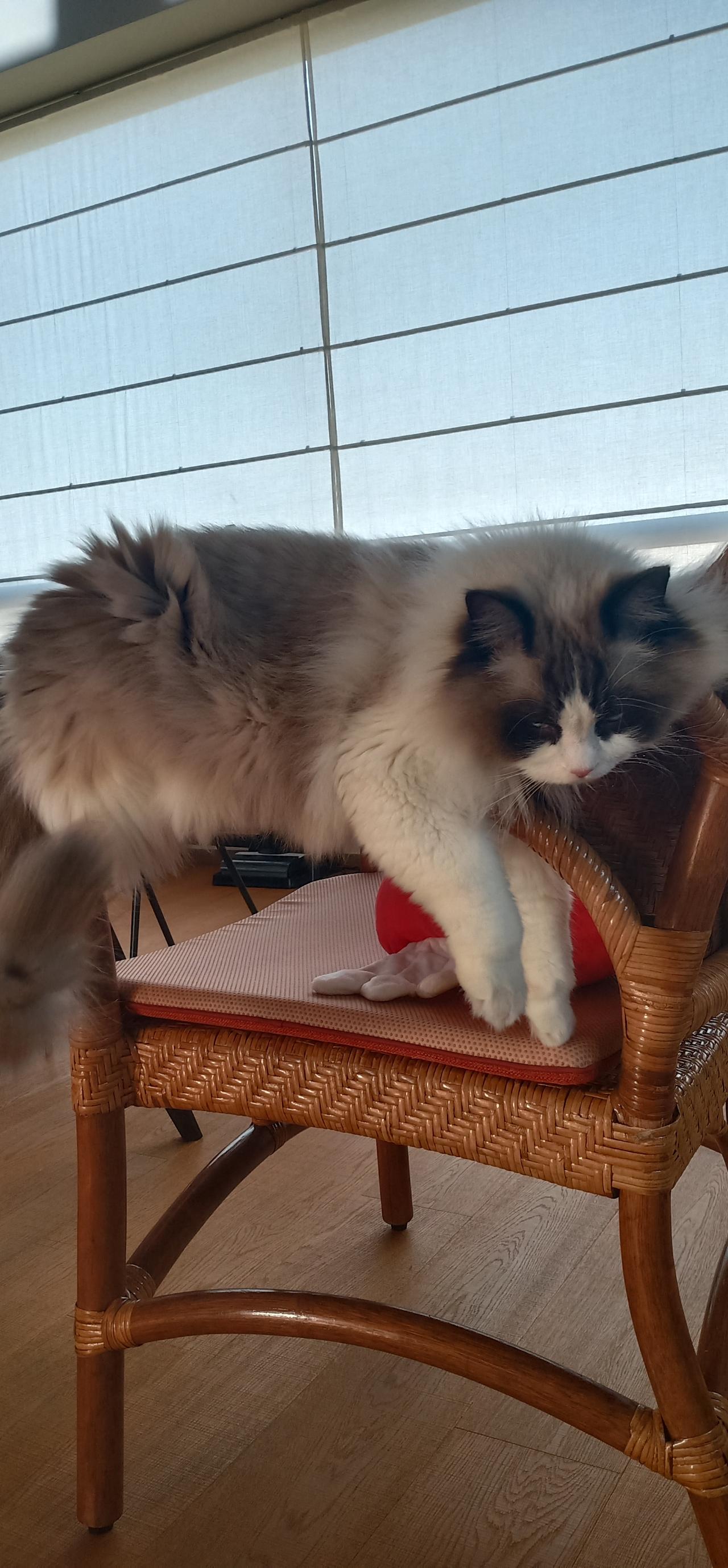 能晒一下你家猫咪慵懒的样子吗