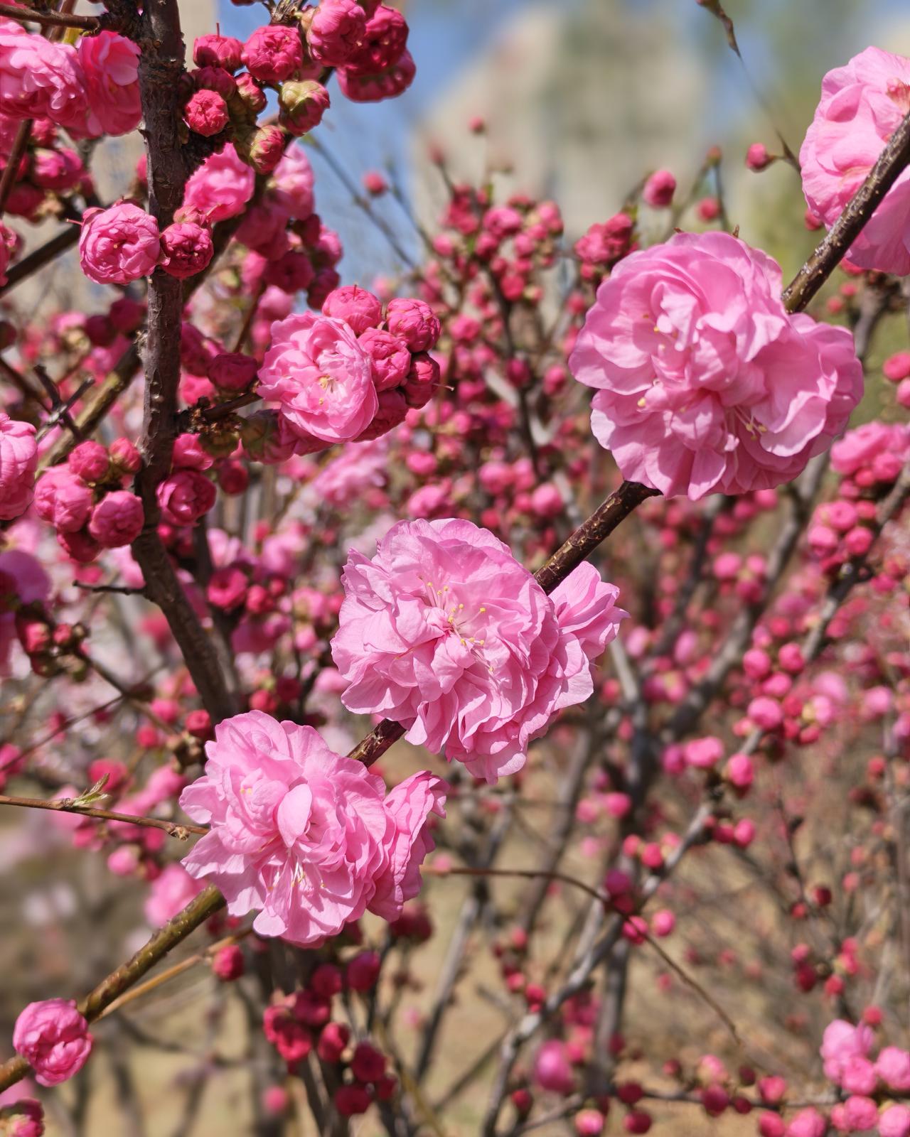 今天路过小草公园拍了几张照片，花开的很美天蓝花艳。