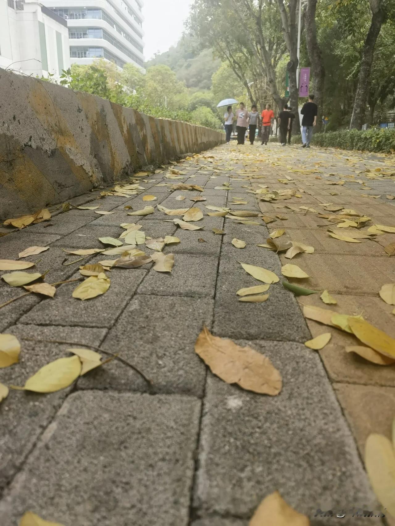 这个季节是“春秋”，到处是鲜花，处处是落叶！