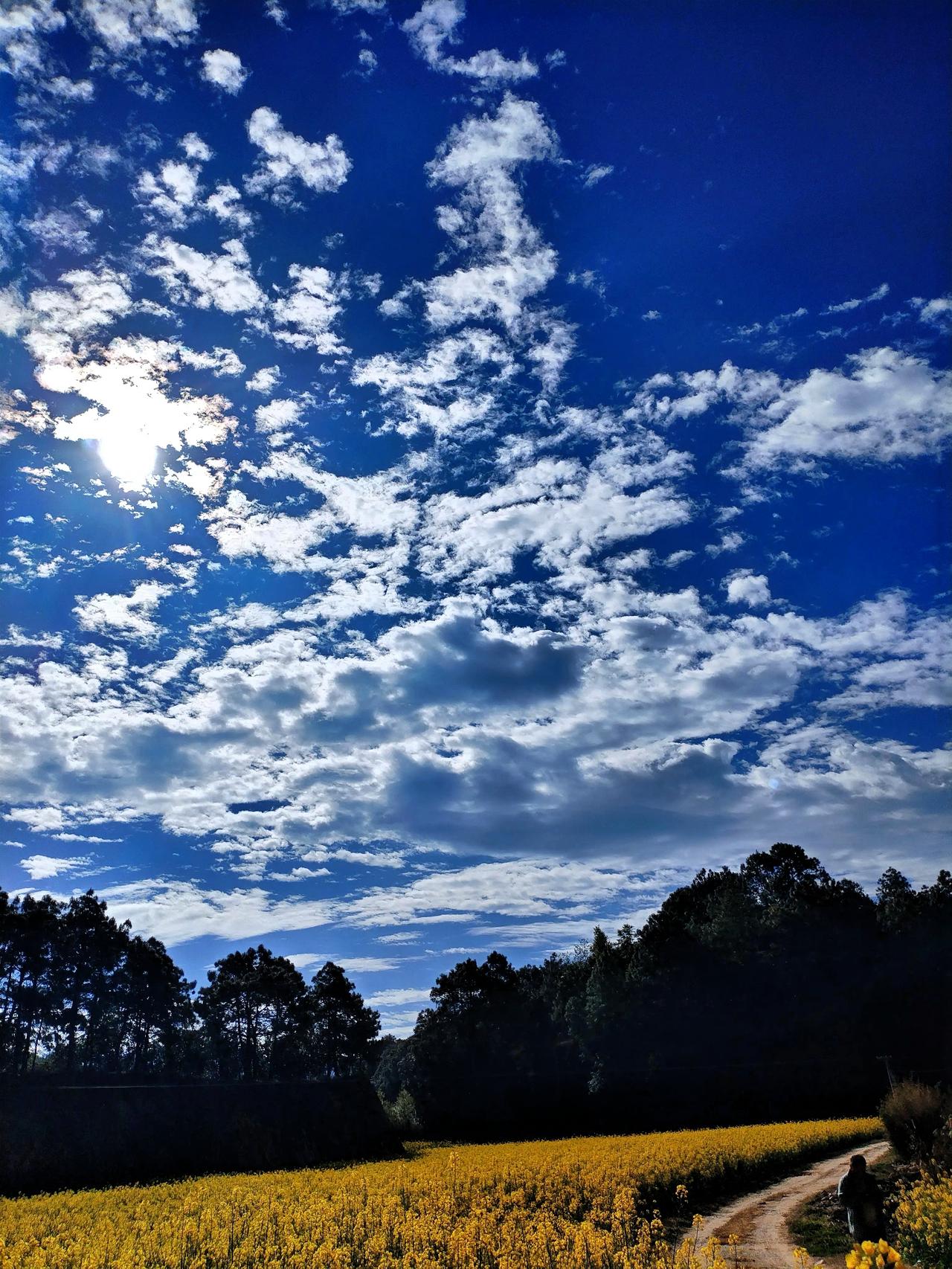 阳光洒满金黄花田，云朵飘逸，美不胜收！🌞🌼在这片金黄花田之上，天空像是被大自