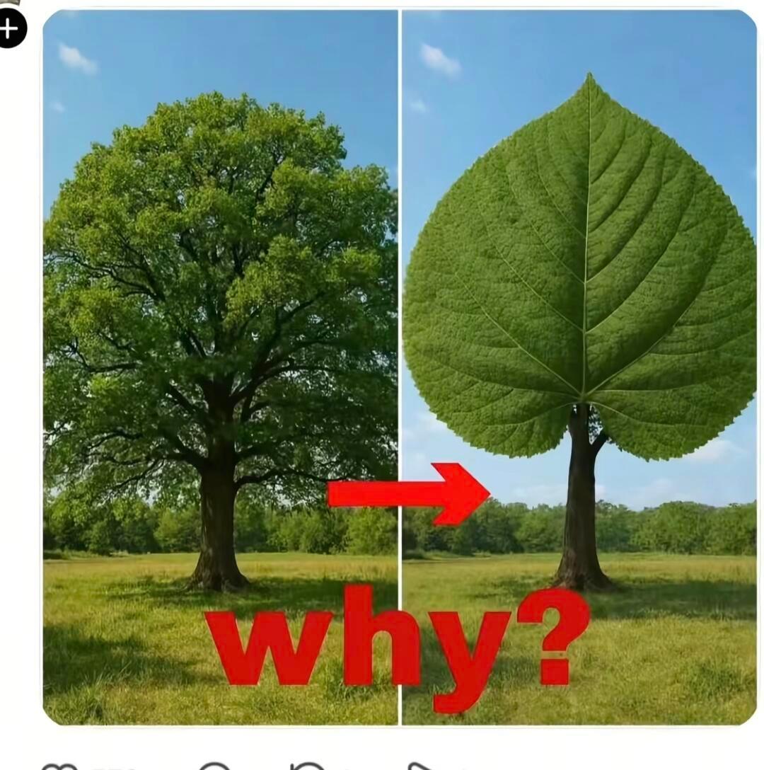 Why？ 