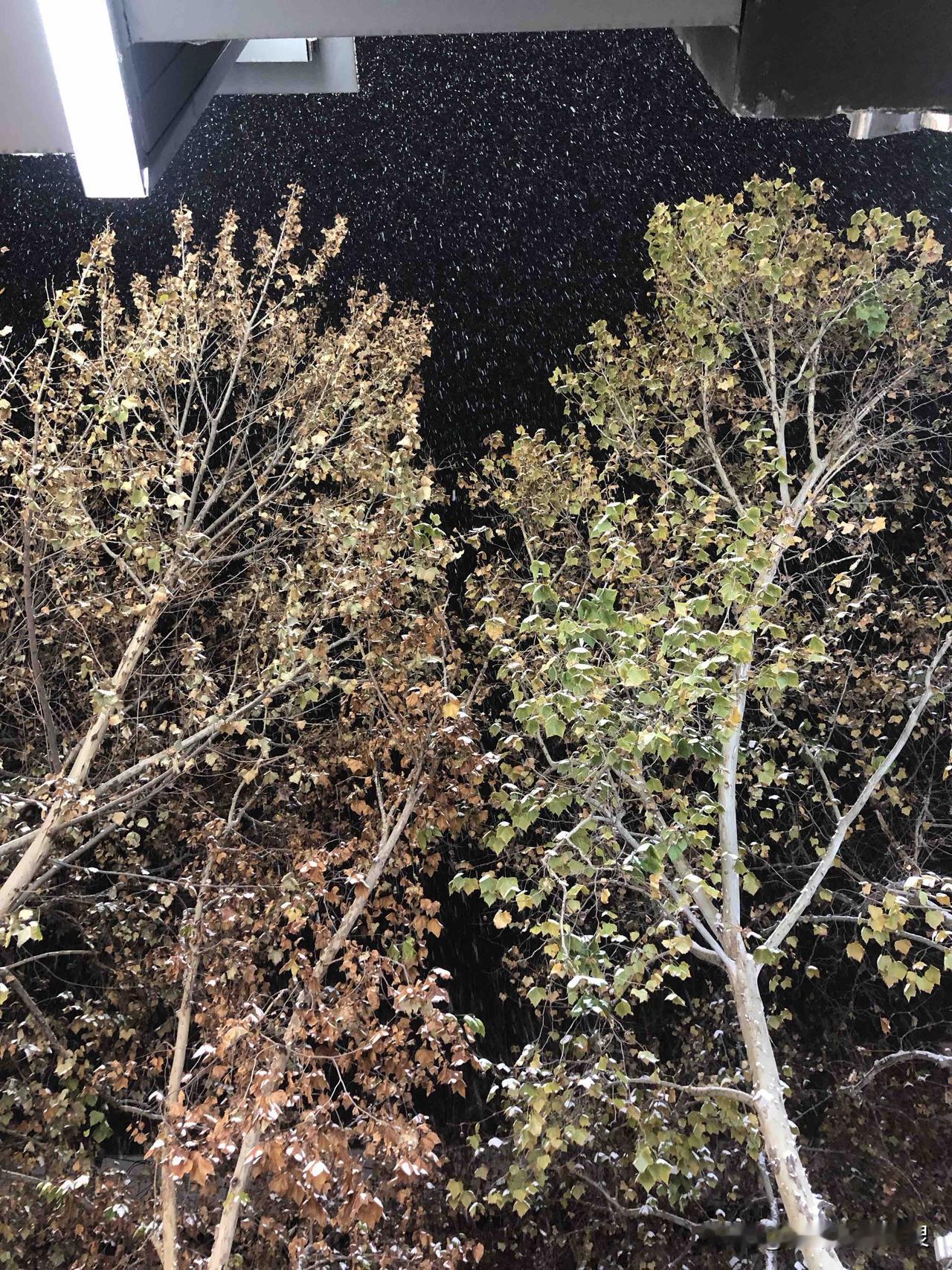 昨天还瞅着路边的树叶被风刮得摇摇晃晃，今儿个一抬头直接看傻了！小雪花跟赶集似的往