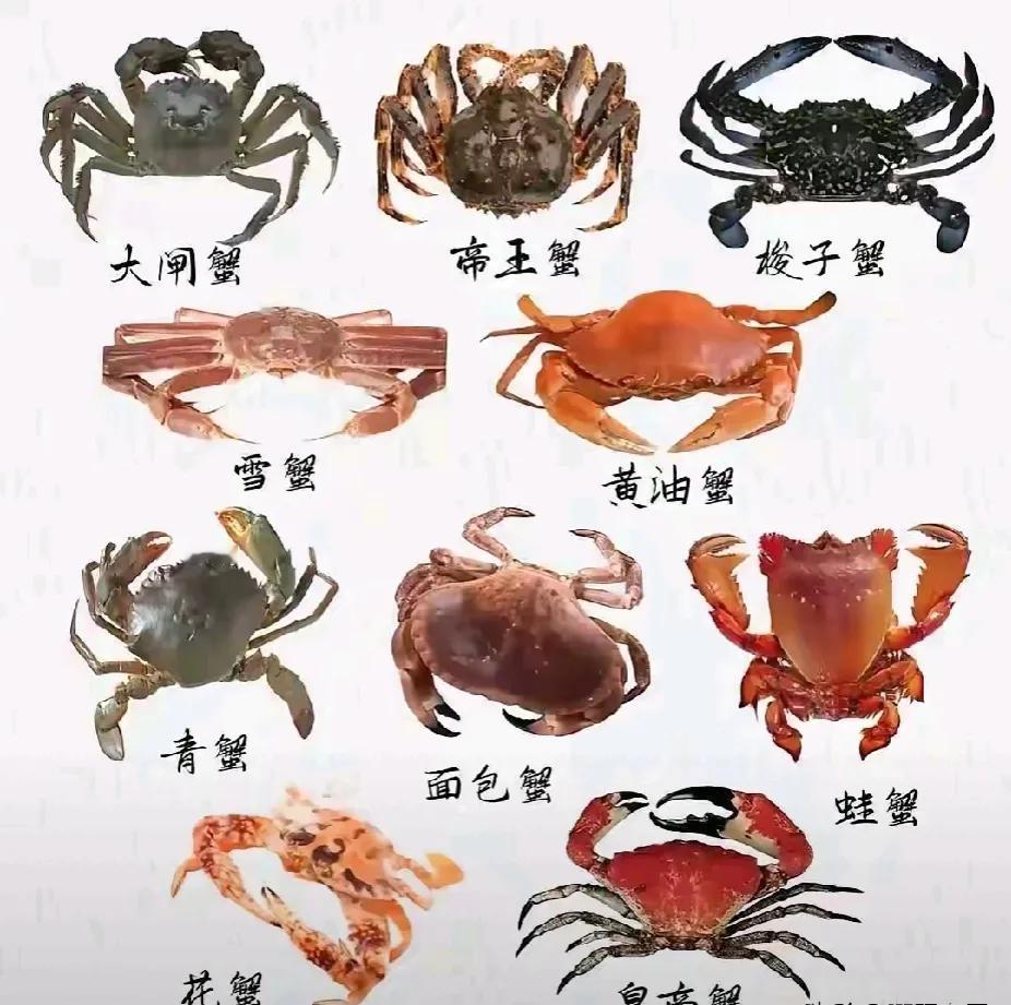 以前就知道国庆节前后，螃蟹是最肥美的时候，简单的以为螃蟹就分河蟹和海里螃蟹两种，