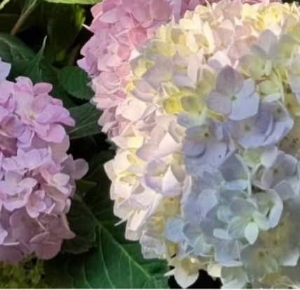 绣球花的种植方法一、土壤要求绣球花喜欢酸性土壤，不耐瘠薄与盐碱。在碱性土壤中生长