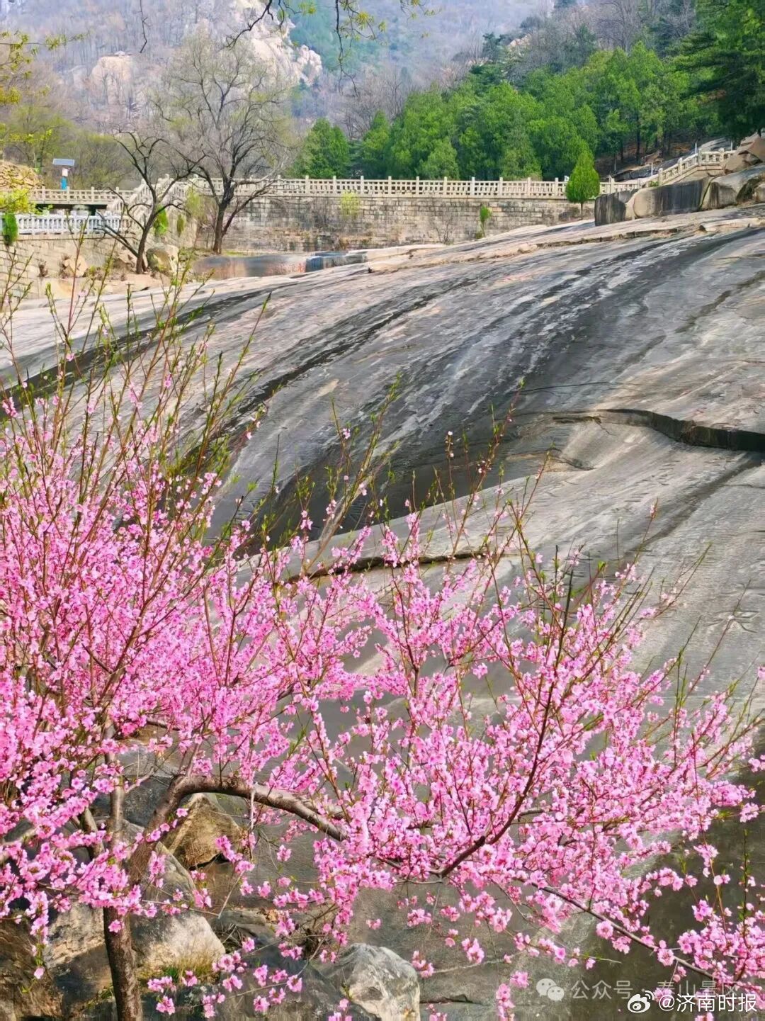 【#桃花开满泰山经石峪#】春风润泽泰山，繁花绽满古峪。近日，泰山经石峪沿岸数十株