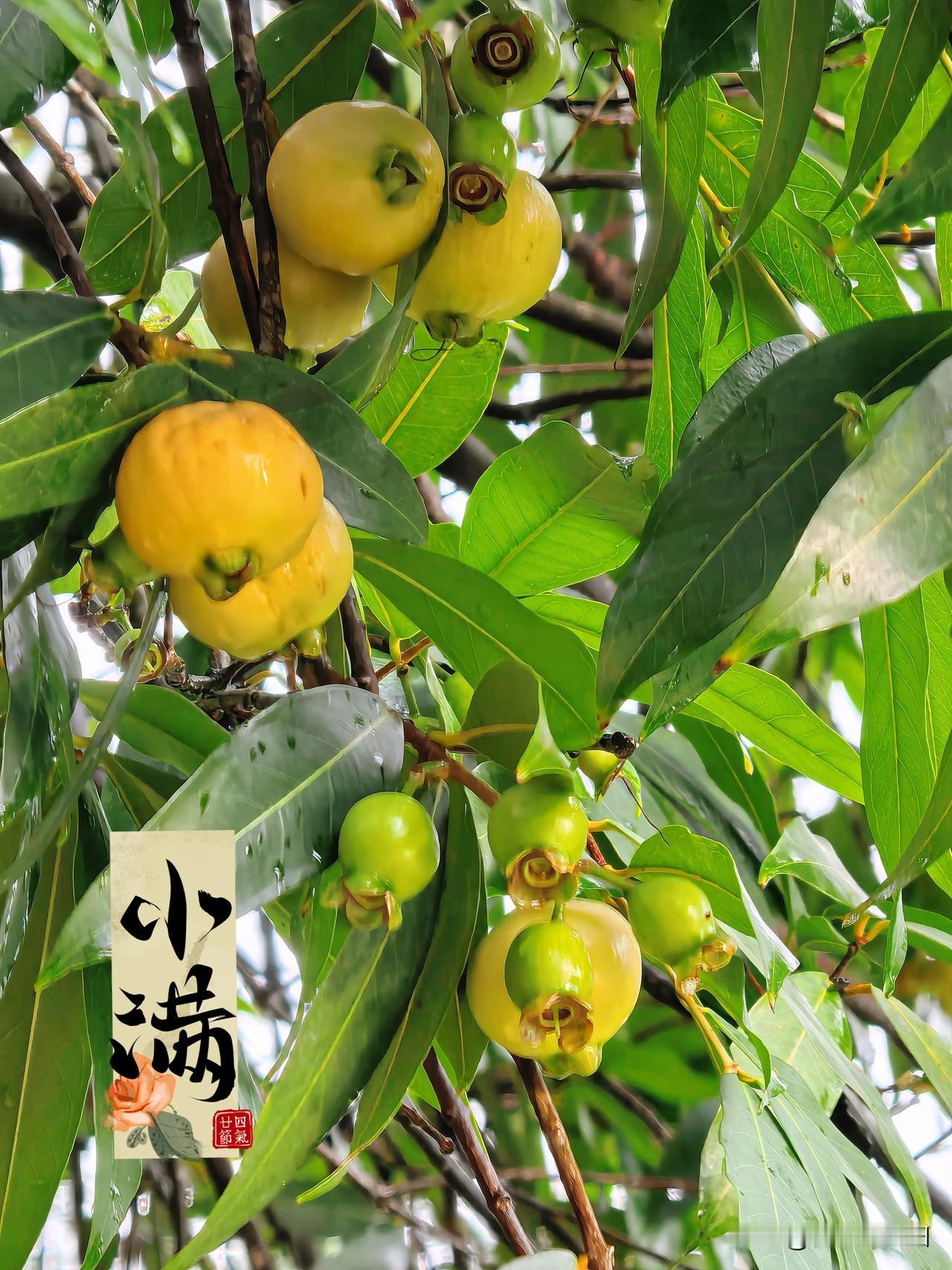 真心话茶局今日小满。半夏时节，小满未满，不疾不徐，万物可期。