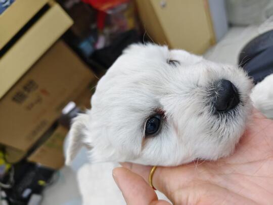 送狗（比熊和小串串生的）