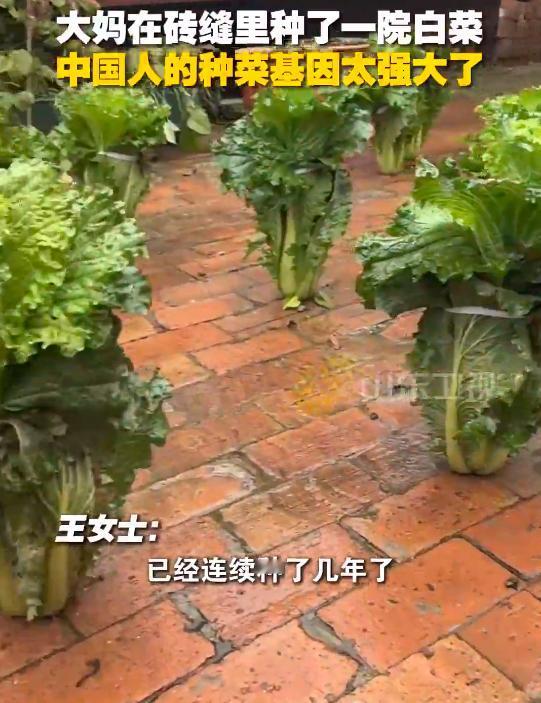 万万没想到，砖缝里也能种出大白菜？近日，河北廊坊一位网友发视频，自己父母两位因为