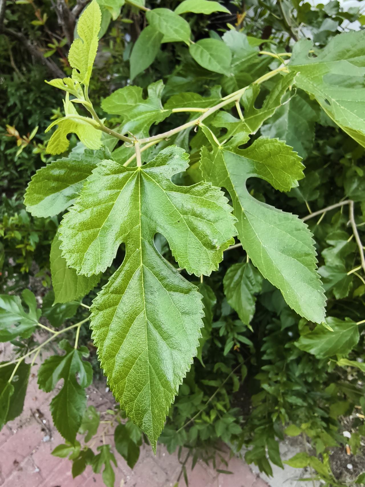在居民小区里发现一棵此种树叶长的不高的小树，不知是什么树种？请高人指点！