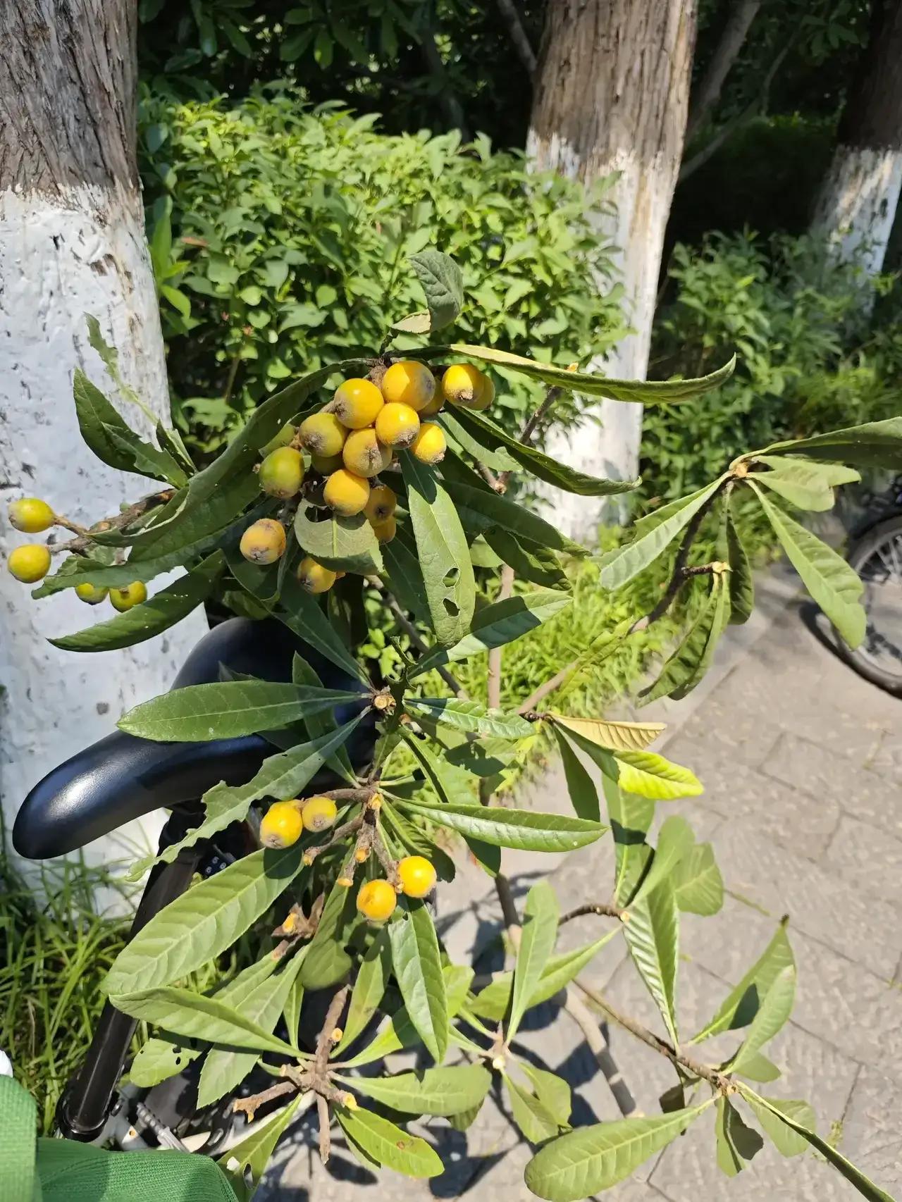 如果你在杭州枇杷大量上市的时候来西溪湿地那真是「乐此不枇」的一天。因为这里的枇杷