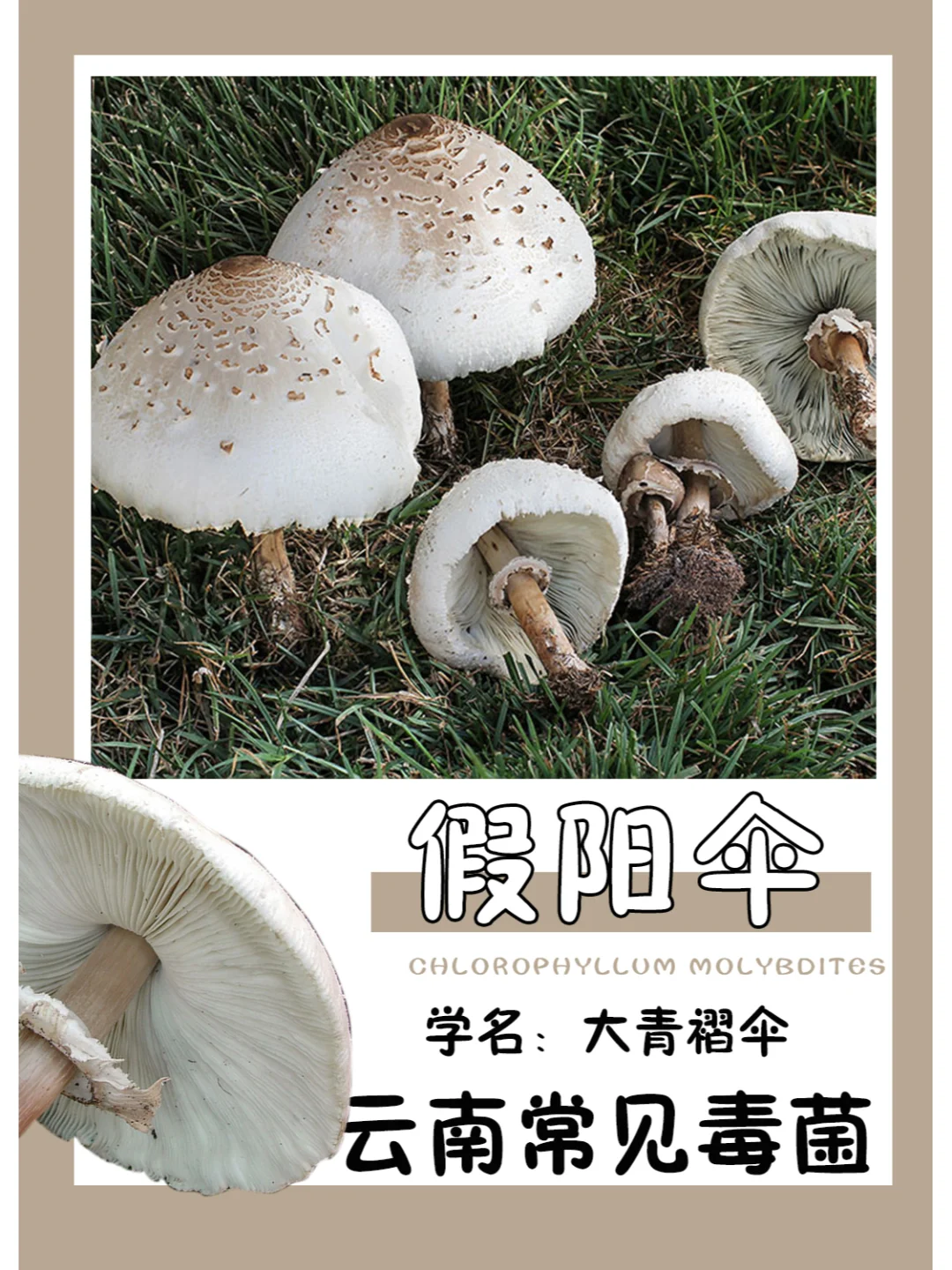 云南常见毒菌 | 青褶伞，容易误食注意识别