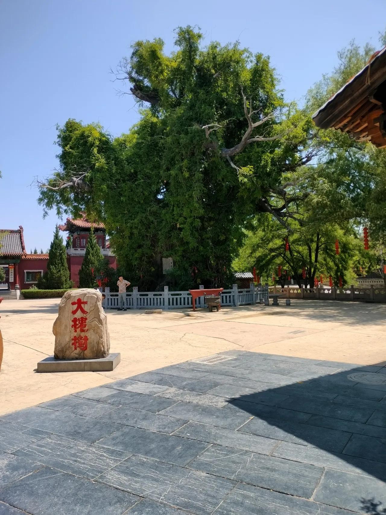 山西洪洞大槐树还有吗“问我祖先在何处山西洪洞大槐树”，素有“华人老家”之称的洪洞