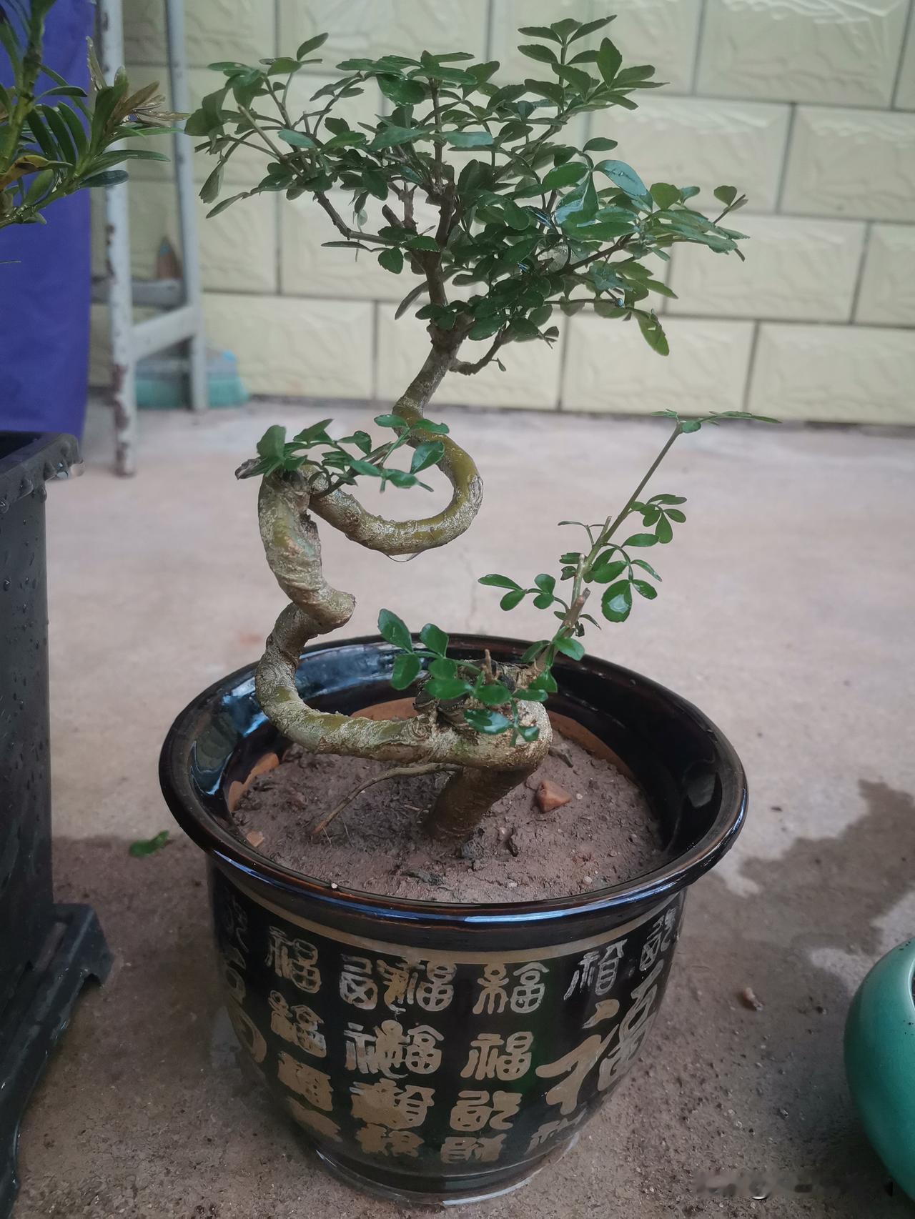 这棵白蜡，主打一个“命硬”，歪扭成这样都没躺平，愣是把自己活成了盆景；生活给我拧