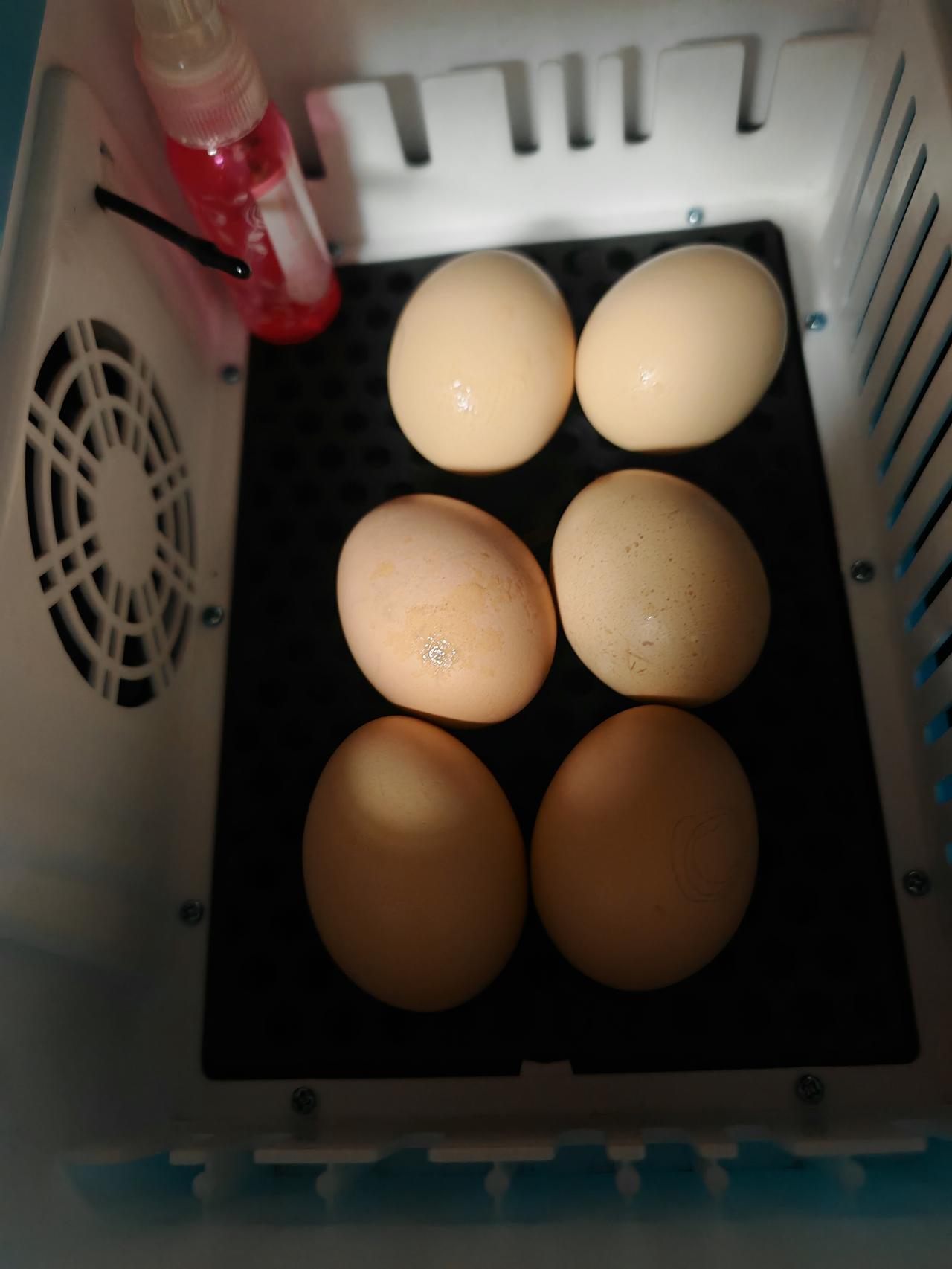 春日生活打卡季是不是没有人能抵抗孵化的魔力，反正我是不能[捂脸]！
已经用水床孵