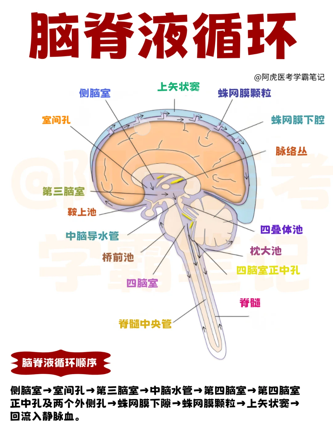医学生笔记📒｜脑脊液循环👆