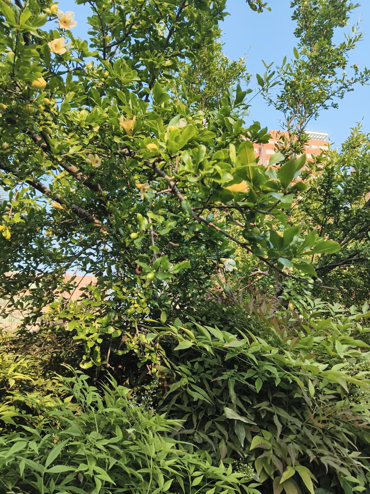 春日生活打卡季往常的白石榴全开花了，点缀住这个寒冷的春季，现在到处都是花海，真的