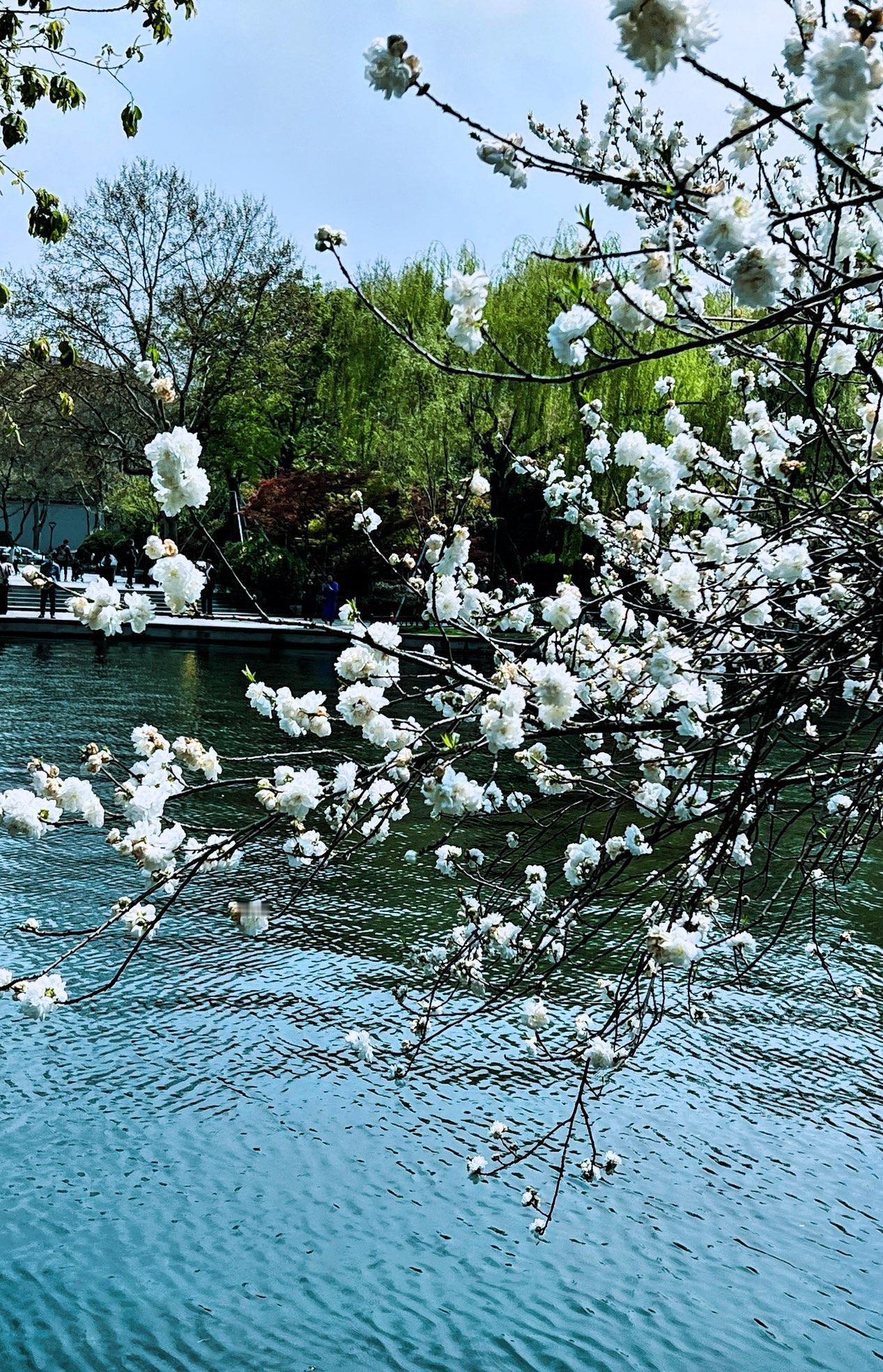 中国手机摄影分享一张去年春天我在杭州西湖风景区拍摄的照片：春日西湖，花影婆娑，人
