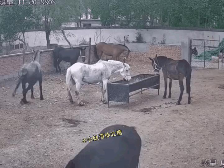 俗语都是有来历，卧槽原来不虚传，今日得见方信服。