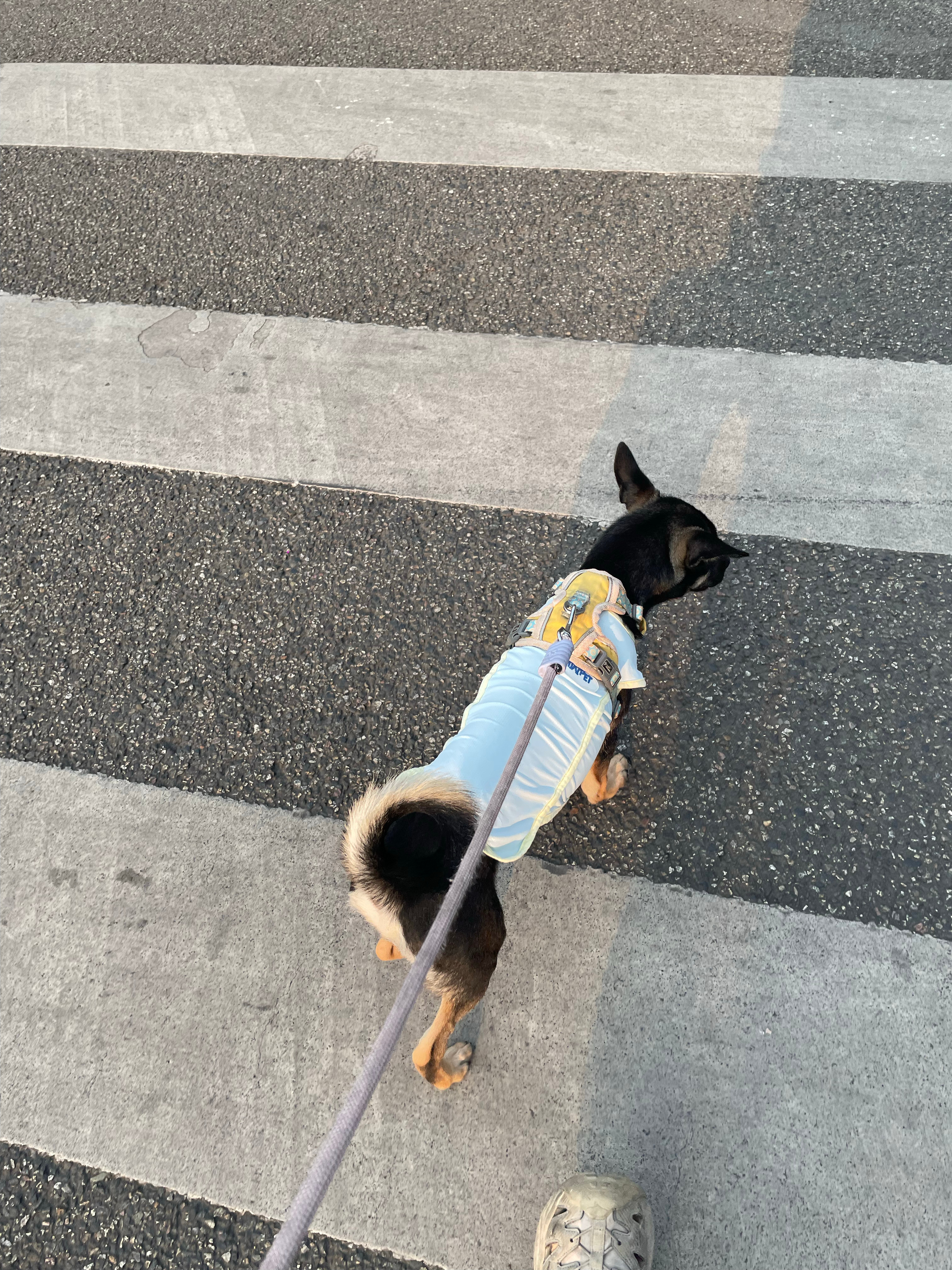 屎条你现在洋气了 出门拉屎都要搞叠穿了 