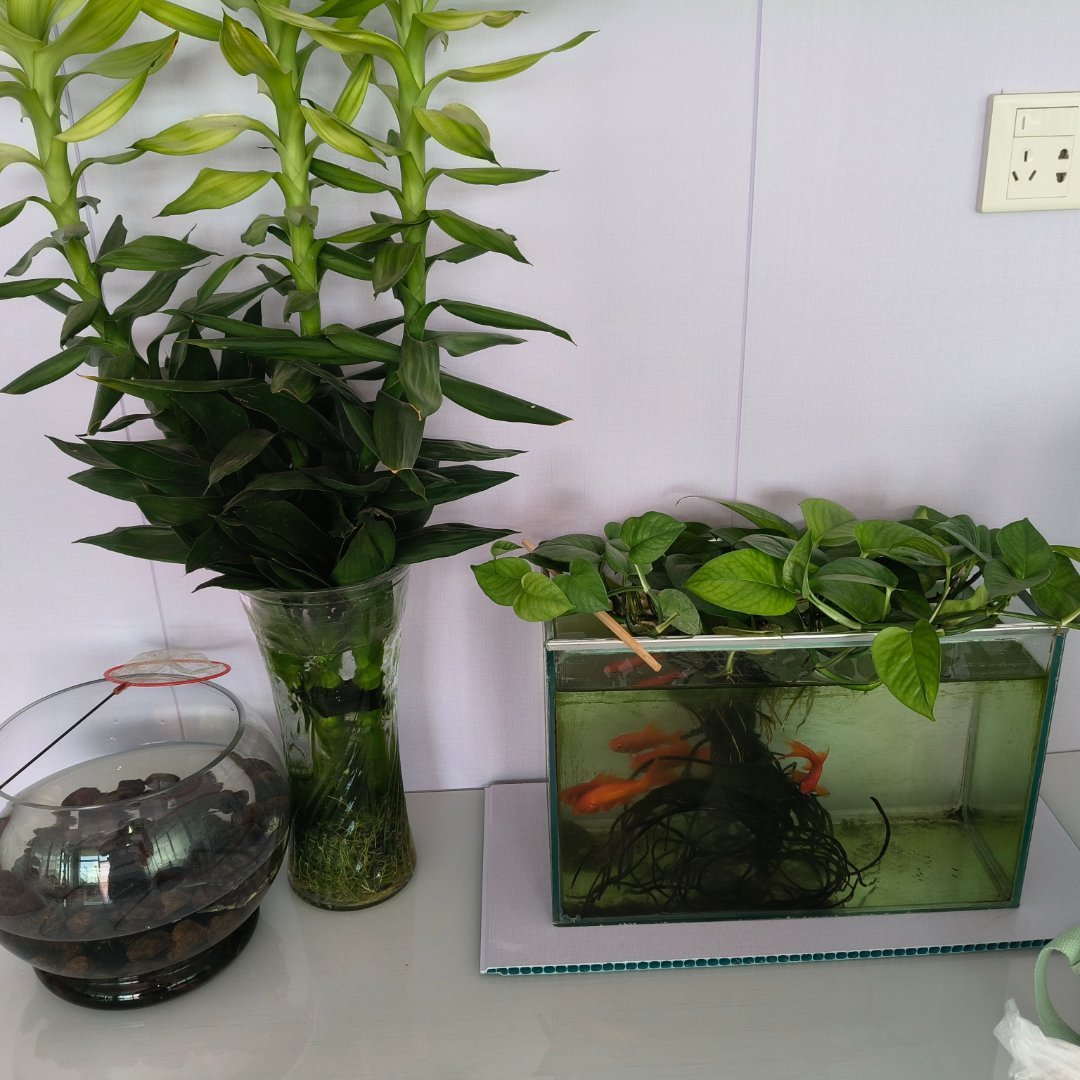 窗台一角，绿植与小鱼缸相伴，生机盎然。阳光洒落，水波轻漾，金鱼悠游，静谧中透着生
