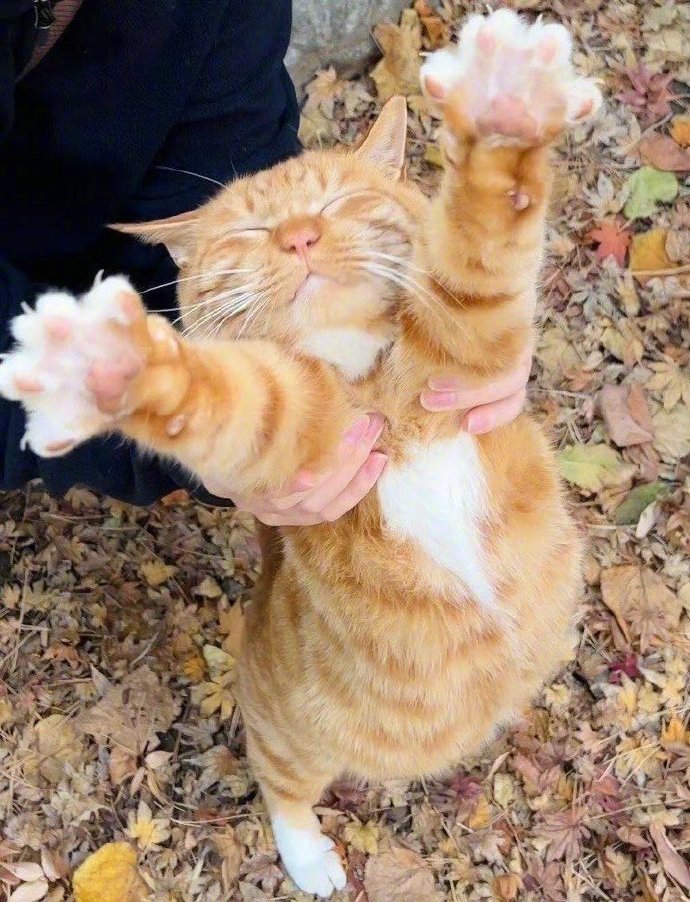 你被招财猫盯上  请不要无视  真的很灵. ​​​