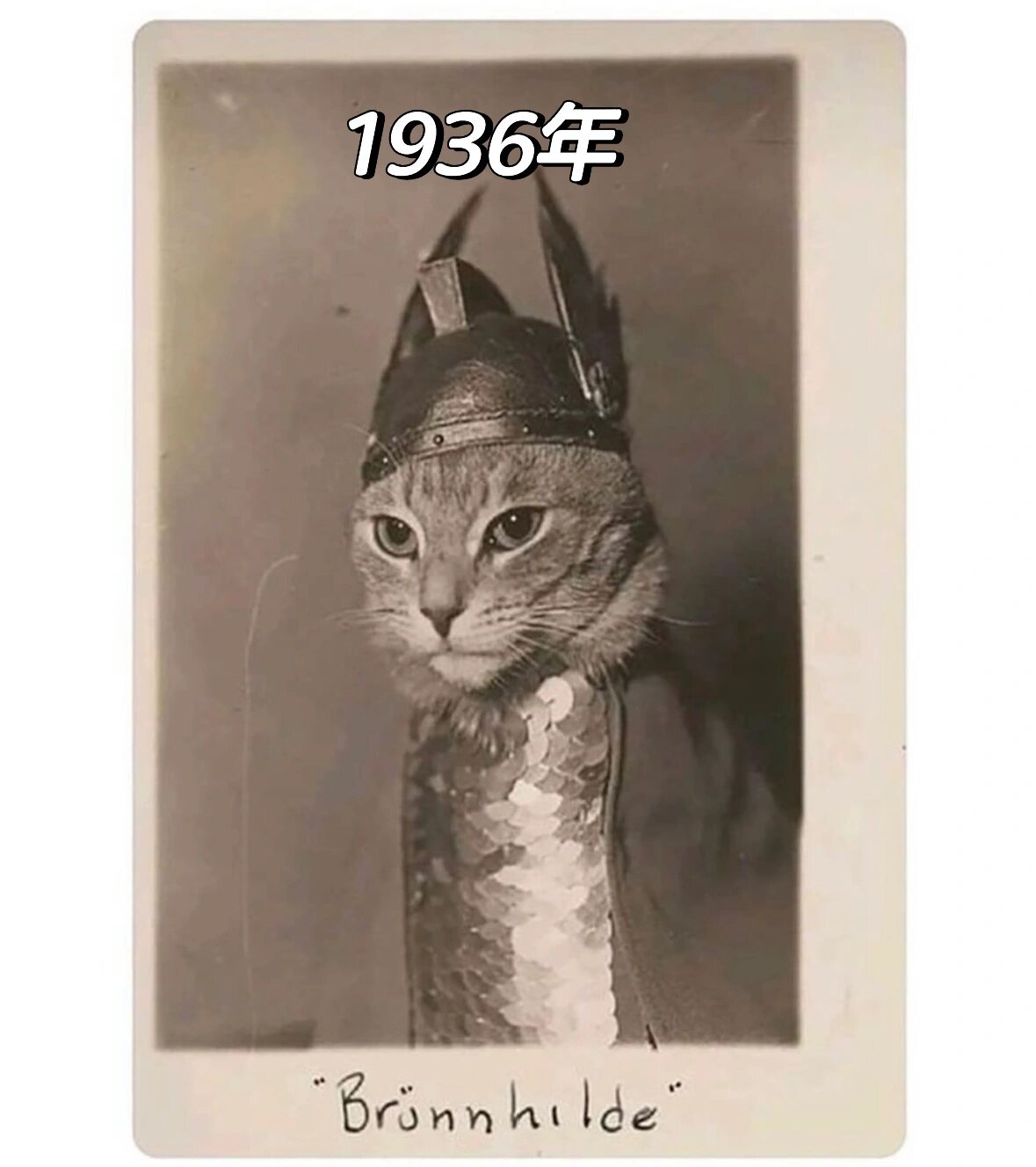 原来每个年代的养猫人都一样 ​​​