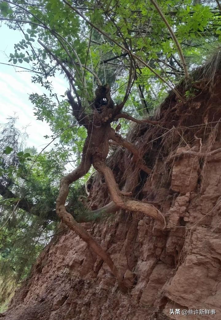 好诡异啊，好像人参成精了！