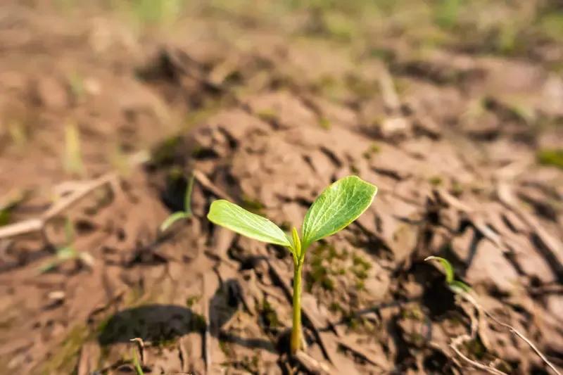 出上：夏去秋来听叶落，
对下：冰开九尽阅苗高。