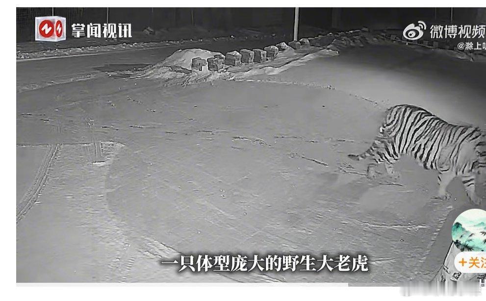 吉林村民家门口连续多日现老虎这是真的野生老虎啊，好吓人。是不是天太冷了，老虎找不
