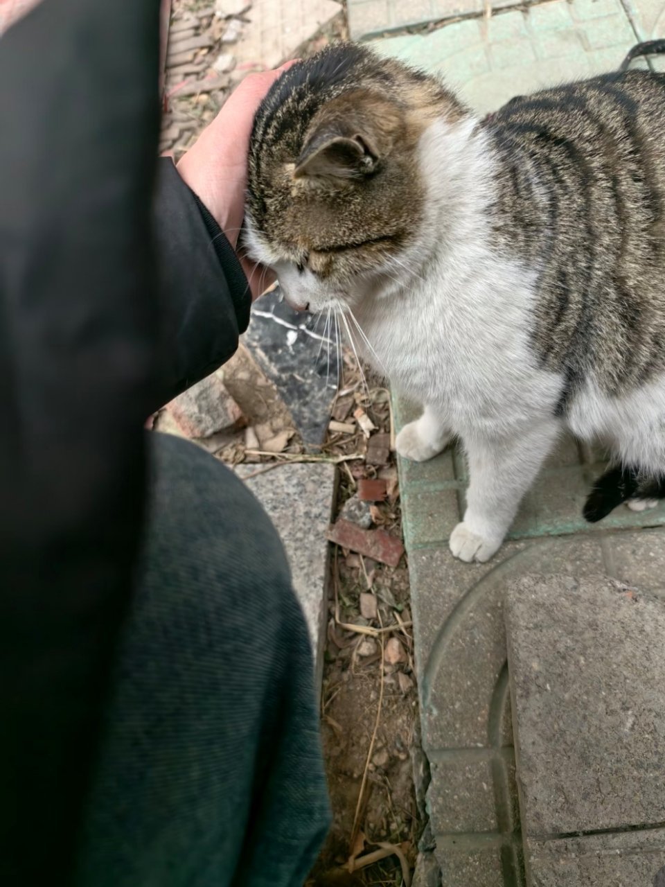 萌宠 坚持要送麻麻出门打猎的宝宝 