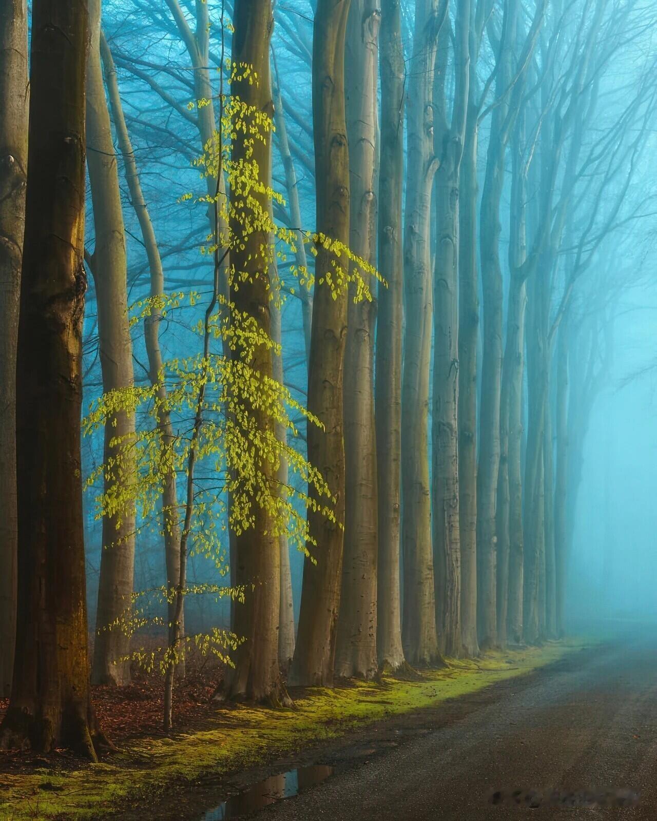 荷兰哈苏大师Lars van de Goor穷尽半生拍摄树木，将普通林木拍出梦幻