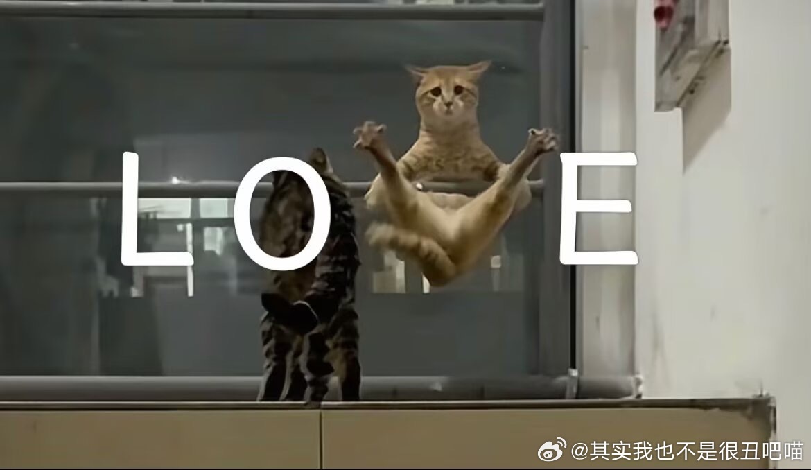 49431【丑猫】好骇人呀！ 