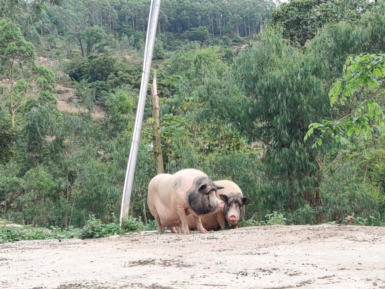 两只可爱的猪猪在绿树环绕的农场里悠闲地散步🐷🌳